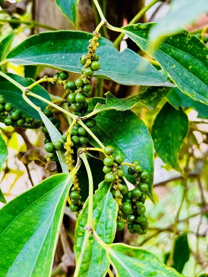 Green Kampot pepper on the vine at La Plantation
